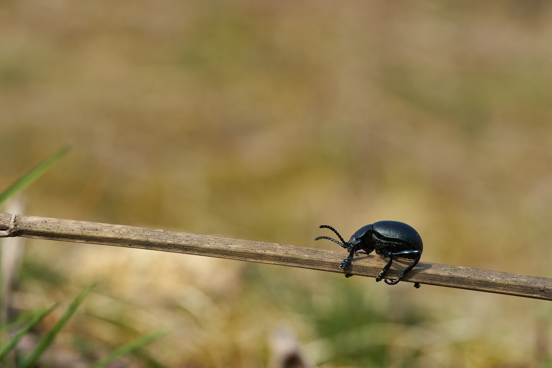 black beetle on brown wooden stick in tilt shift lens