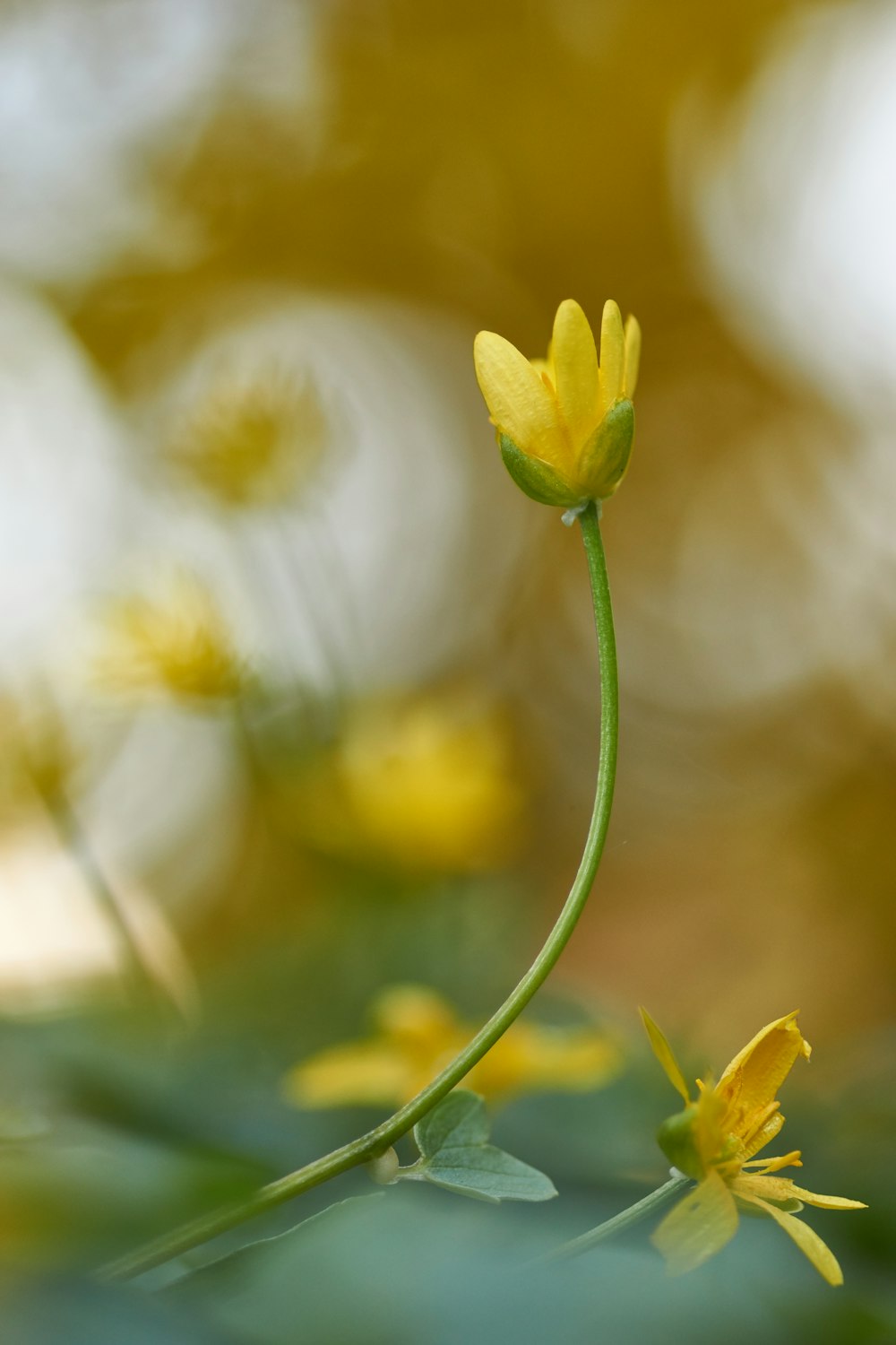 white and yellow flower in tilt shift lens