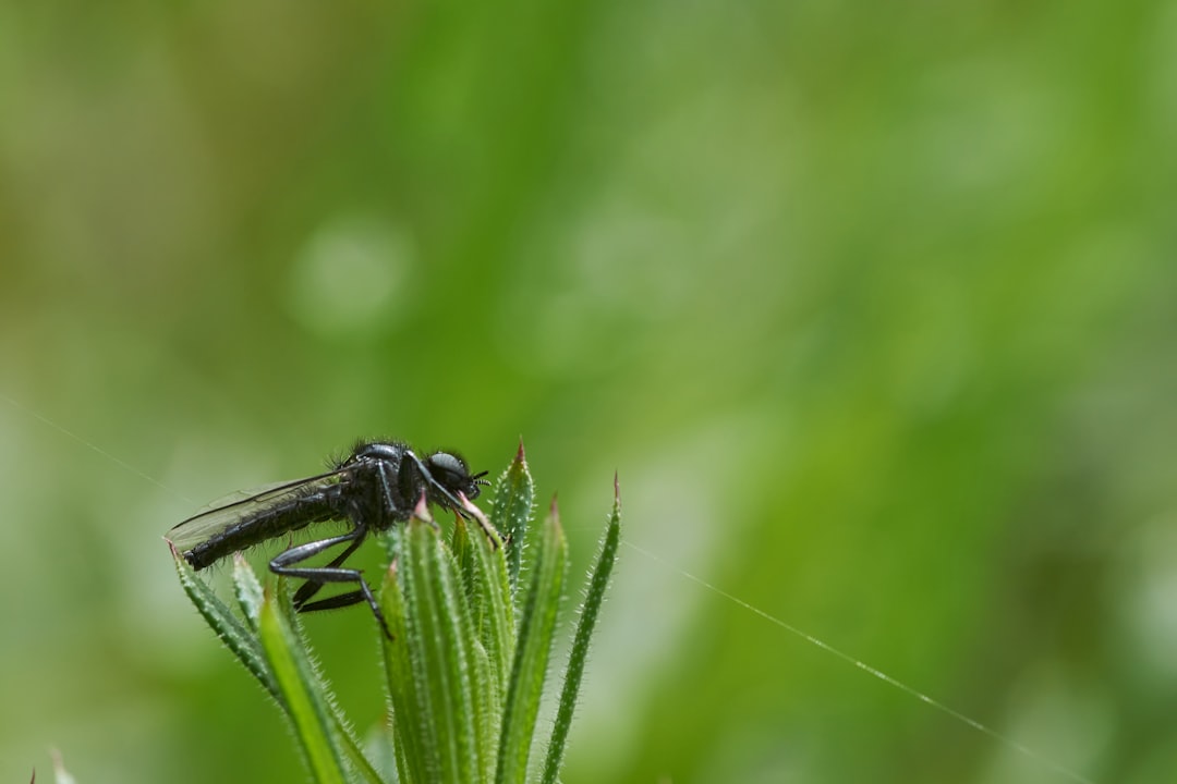 black and green dragonfly on green leaf in close up photography during daytime