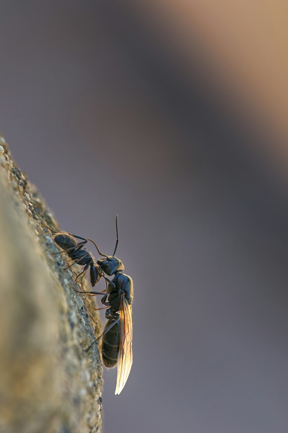 black and brown ant on white surface