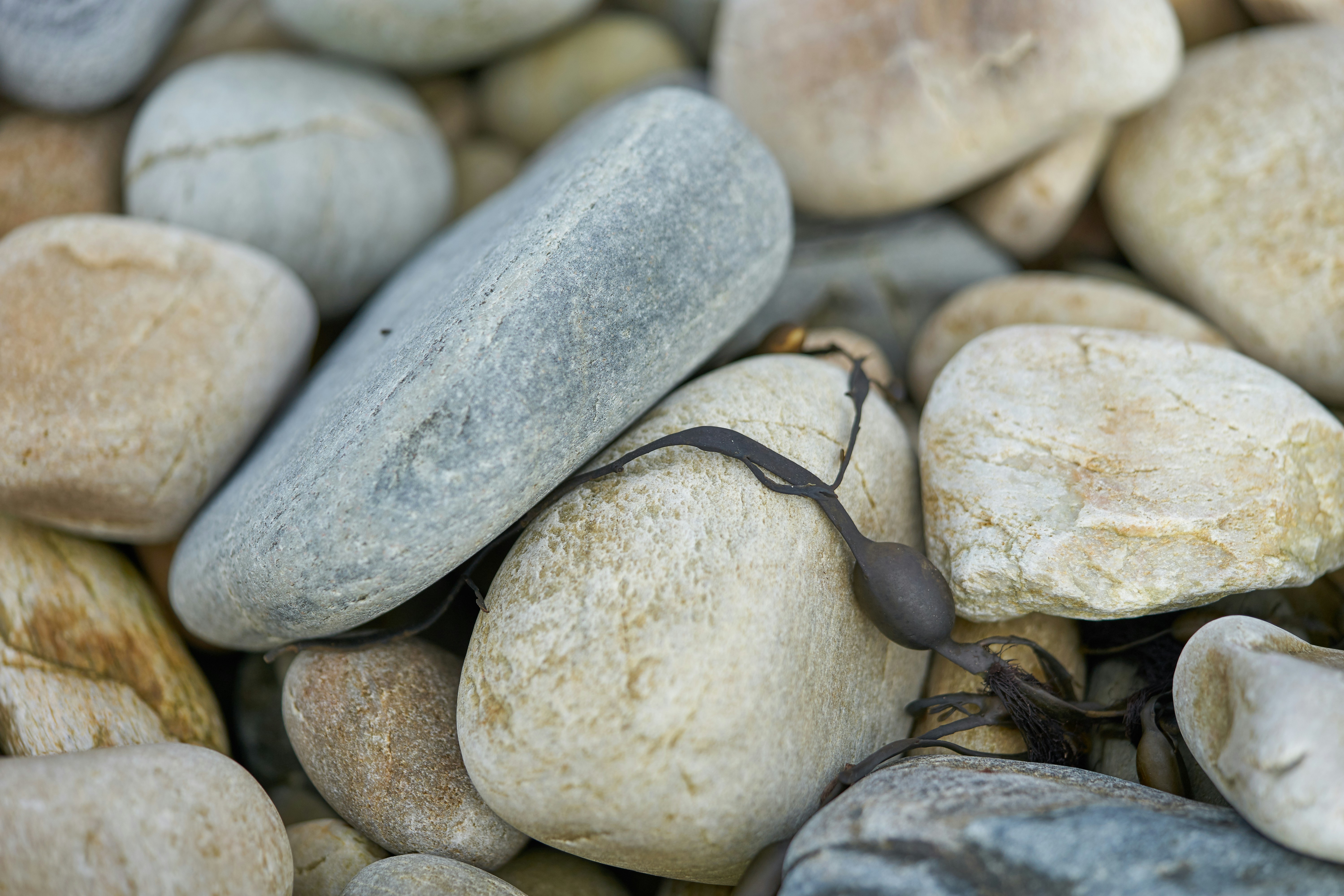 Photo by wolfgang_hasselmann