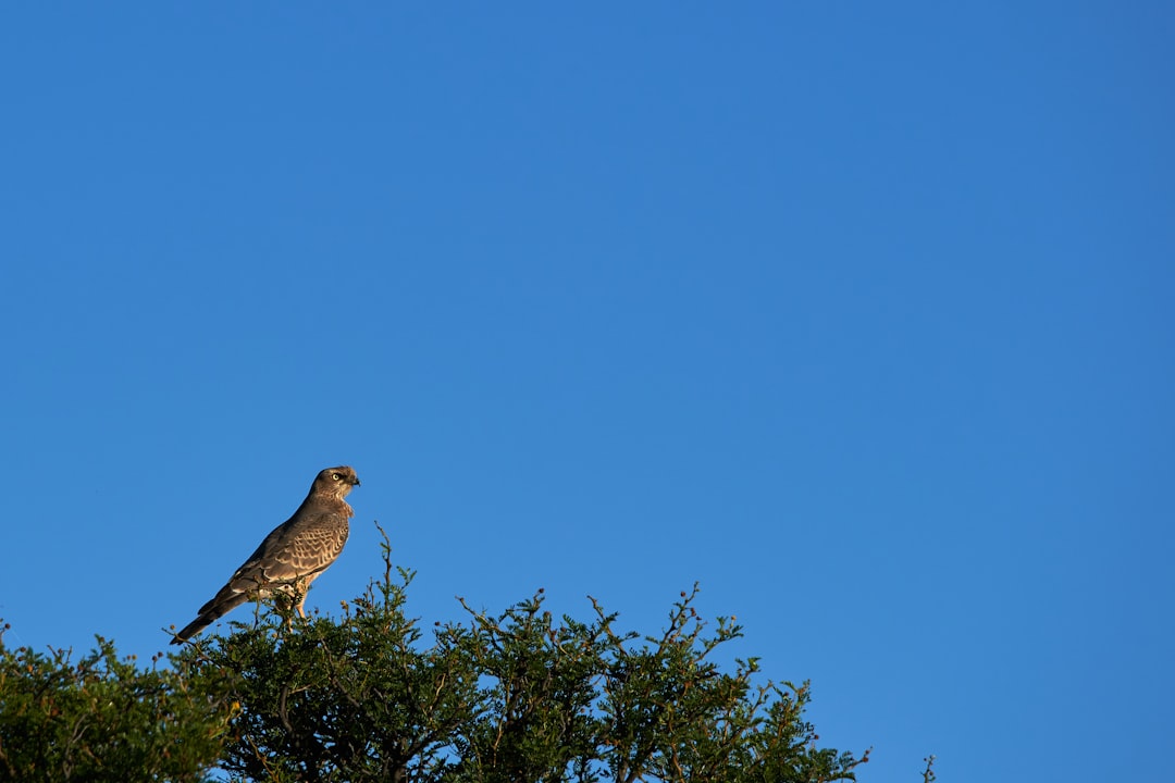 brown bird perched on tree branch during daytime