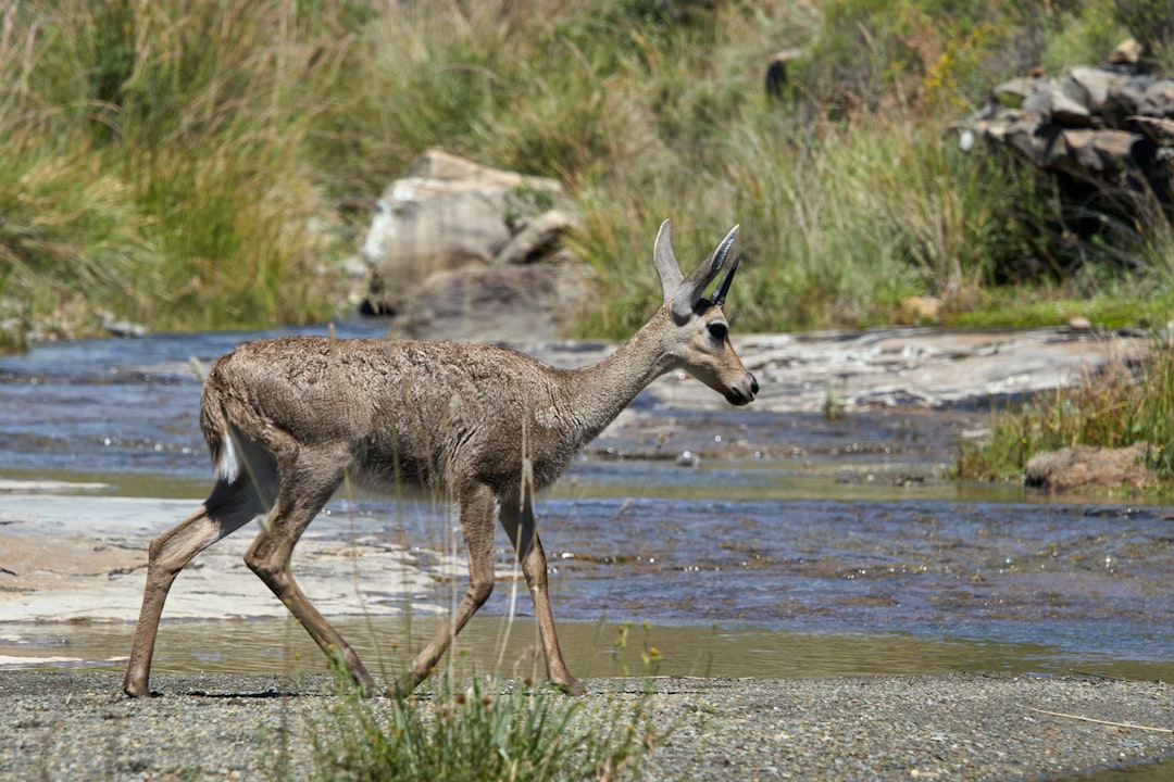 brown deer on water during daytime