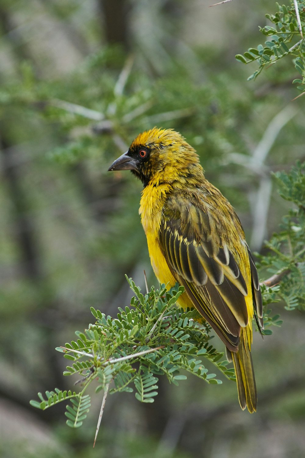 oiseau jaune et noir sur plante verte
