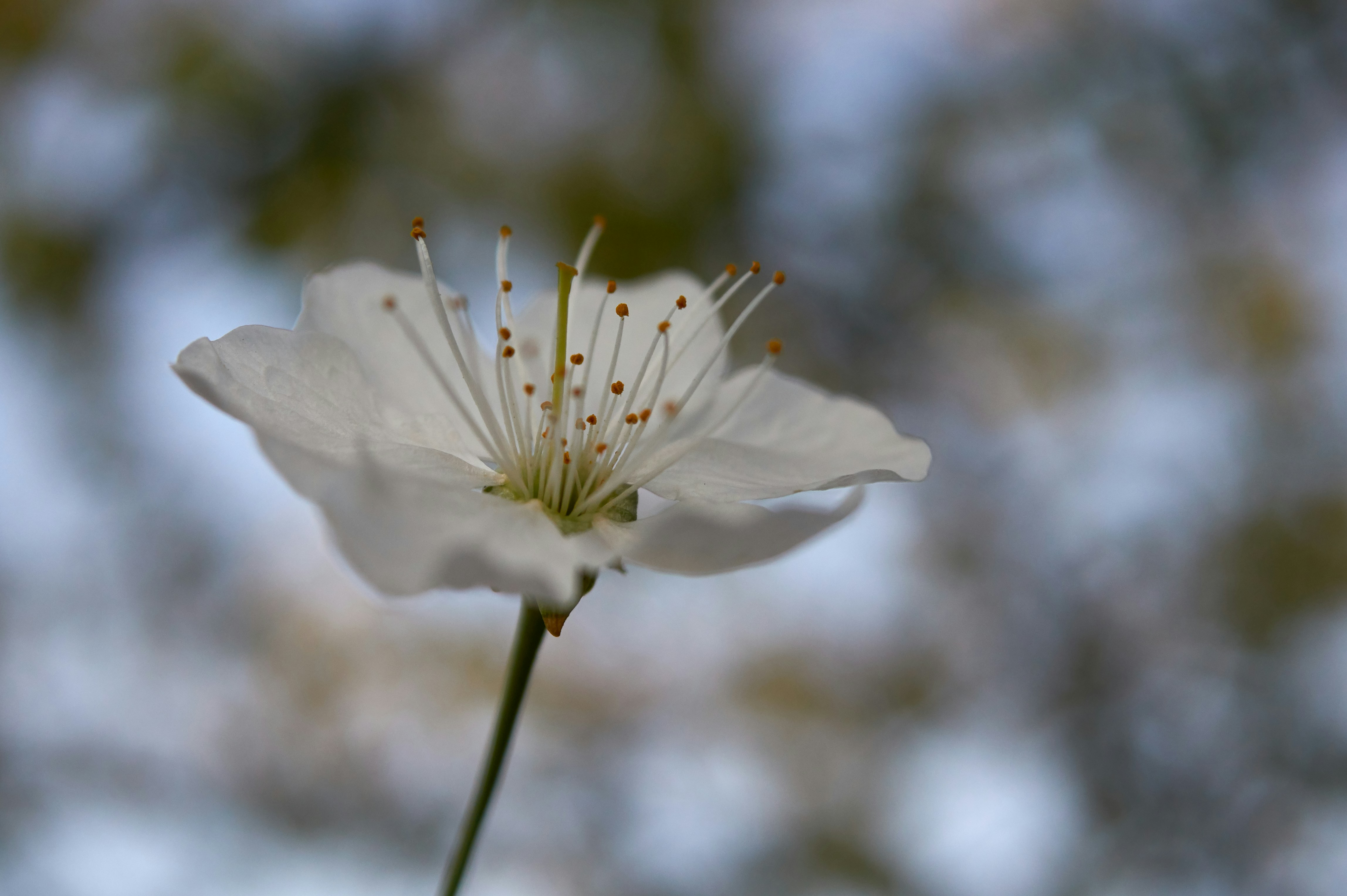 Photo by wolfgang_hasselmann