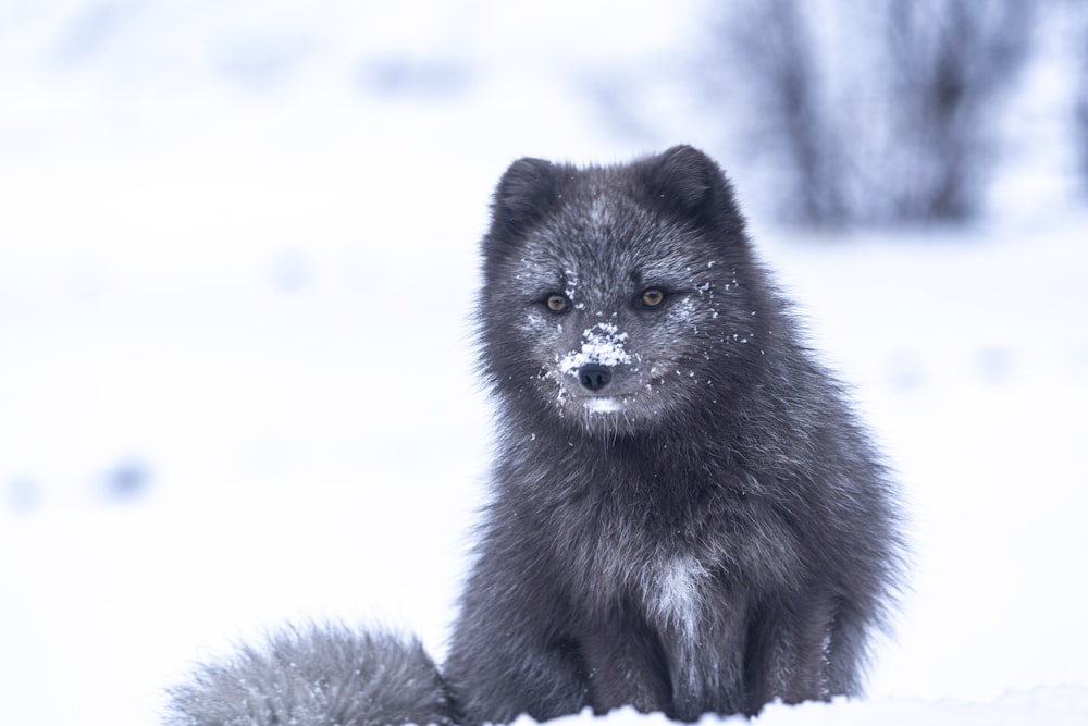 black fox on snow covered ground during daytime
