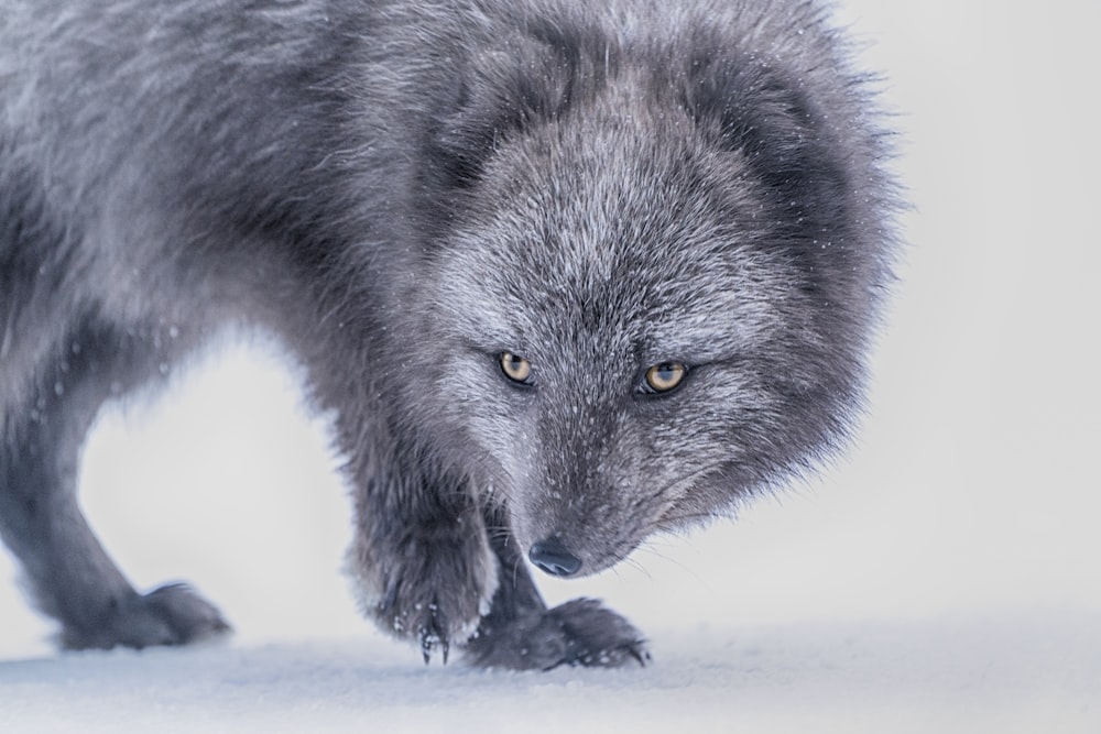 lobo cinzento no chão coberto de neve
