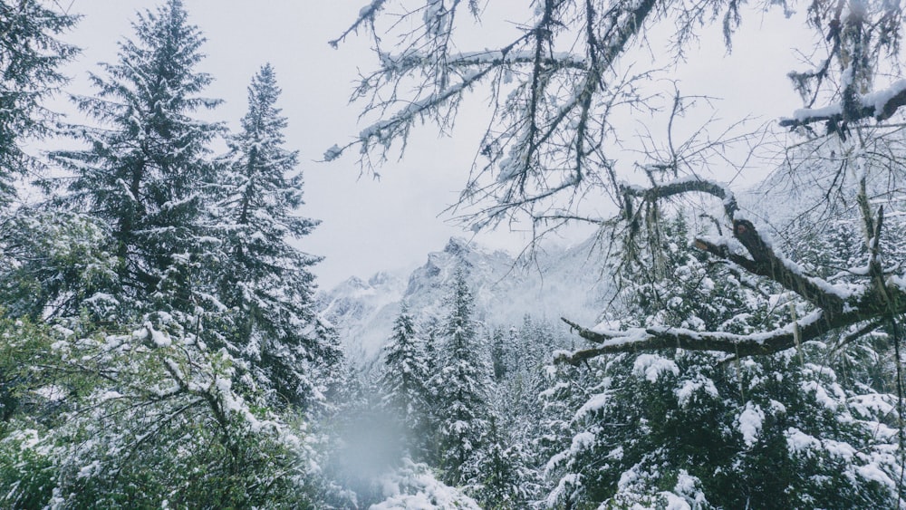 green pine trees covered with snow