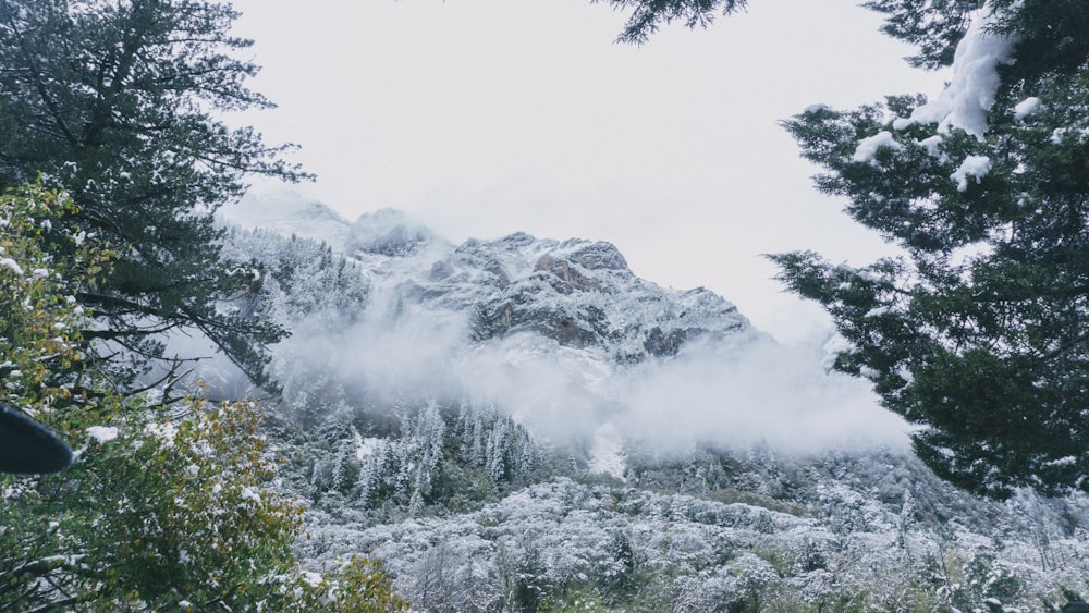 green trees on mountain covered with snow