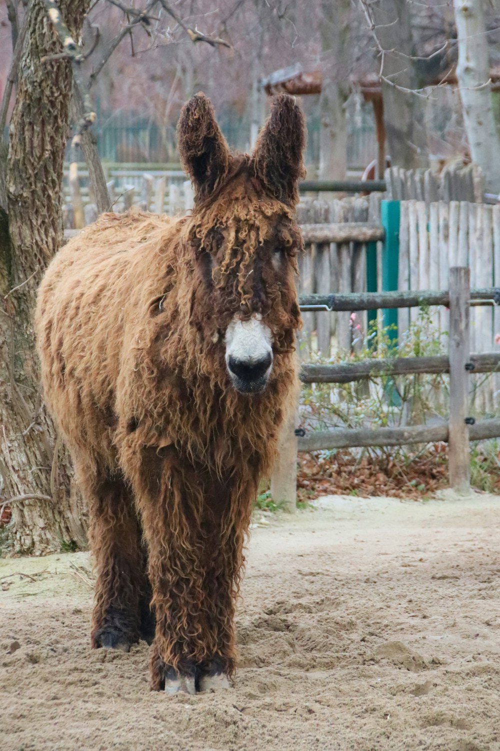 brown horse standing on brown soil during daytime