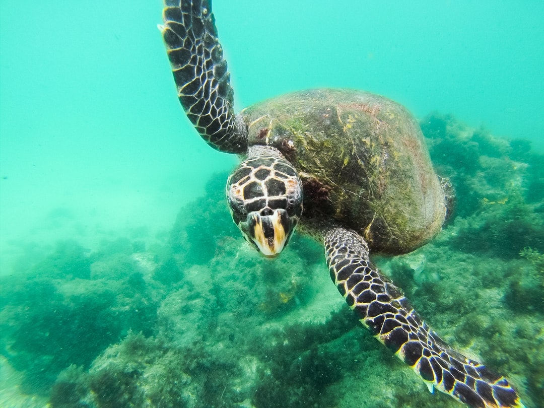 travelers stories about Underwater in Arraial do Cabo, Brasil