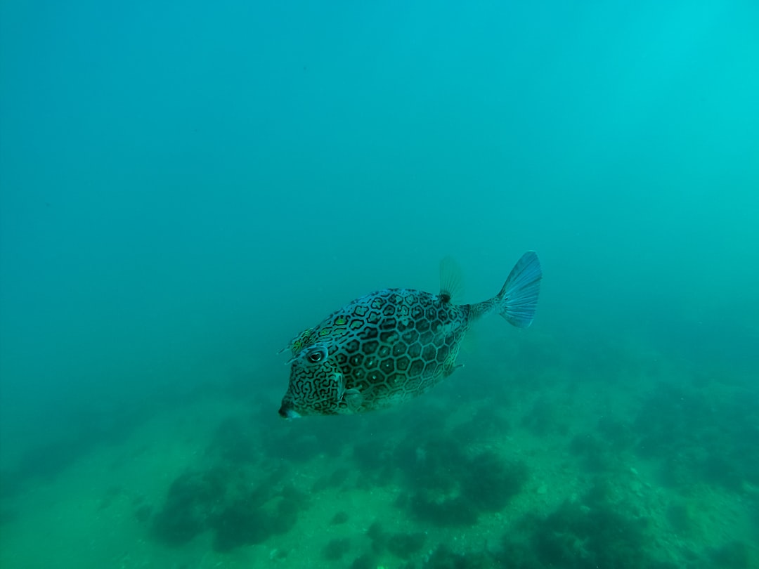 travelers stories about Scuba diving in Arraial do Cabo, Brasil