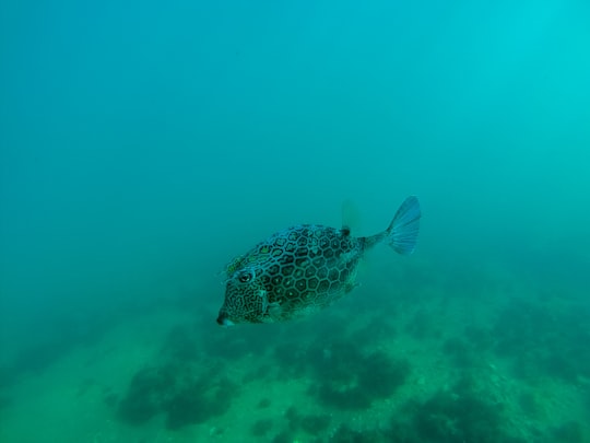 white and black fish under water in Arraial do Cabo Brasil