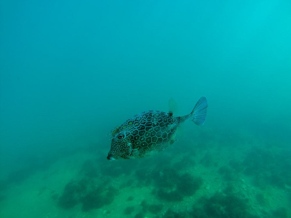 white and black fish under water