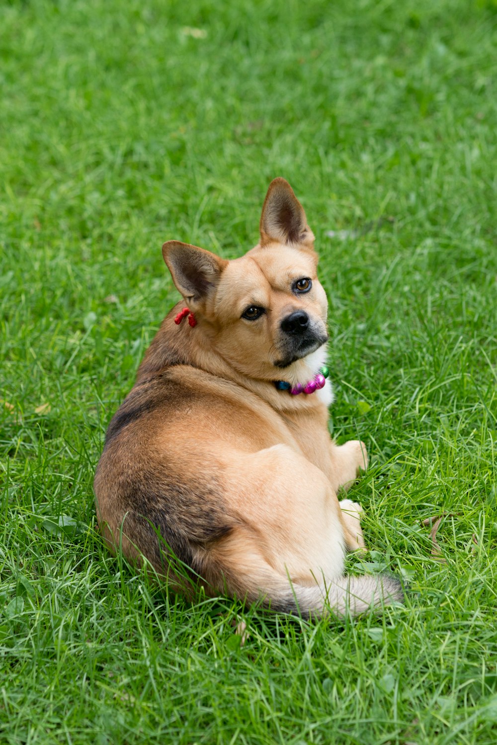 brown and white short coated dog lying on green grass during daytime