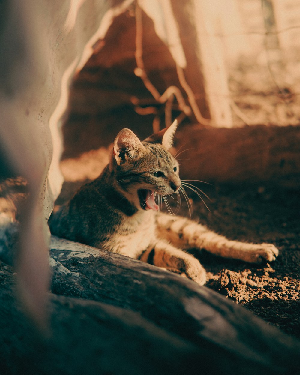 brown tabby cat on brown soil