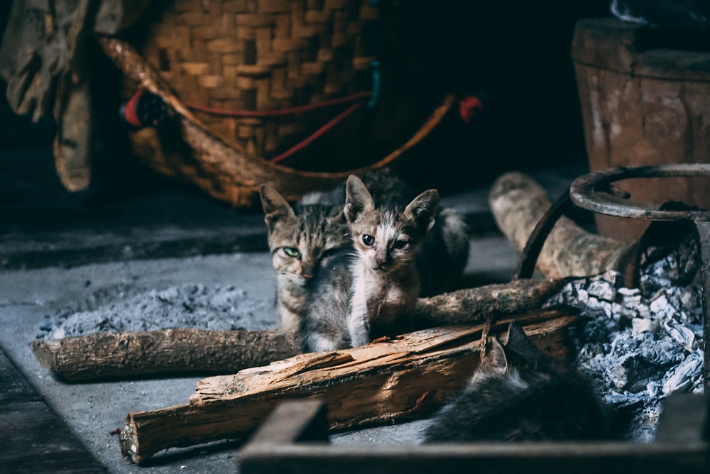 black and white cat on brown wooden log