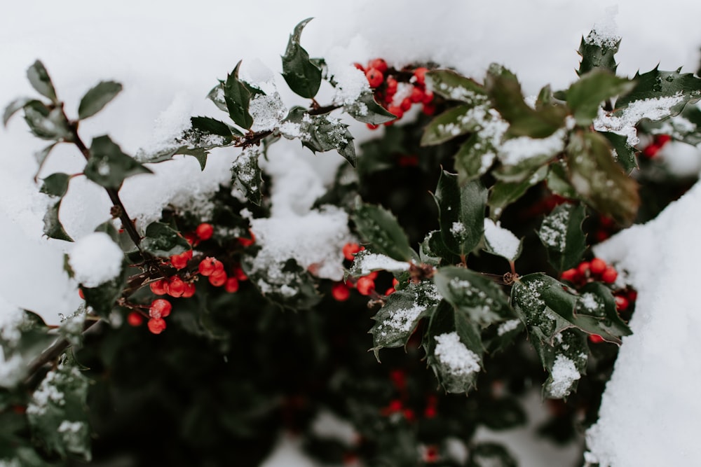 red fruit with snow on tree