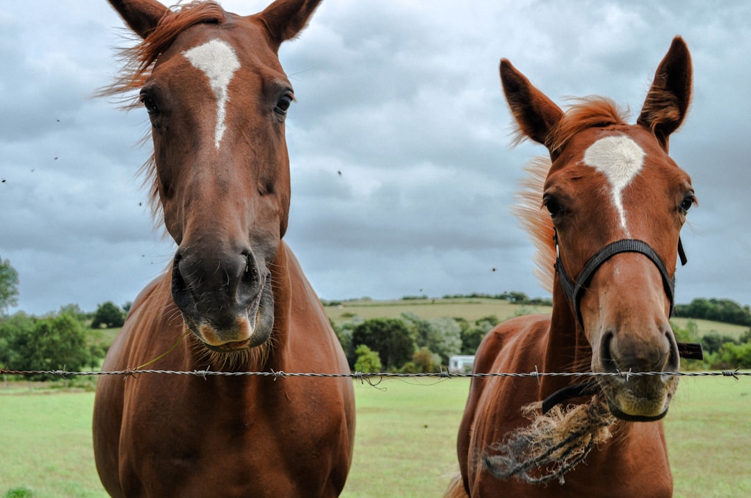 brown horse on green grass field during daytime