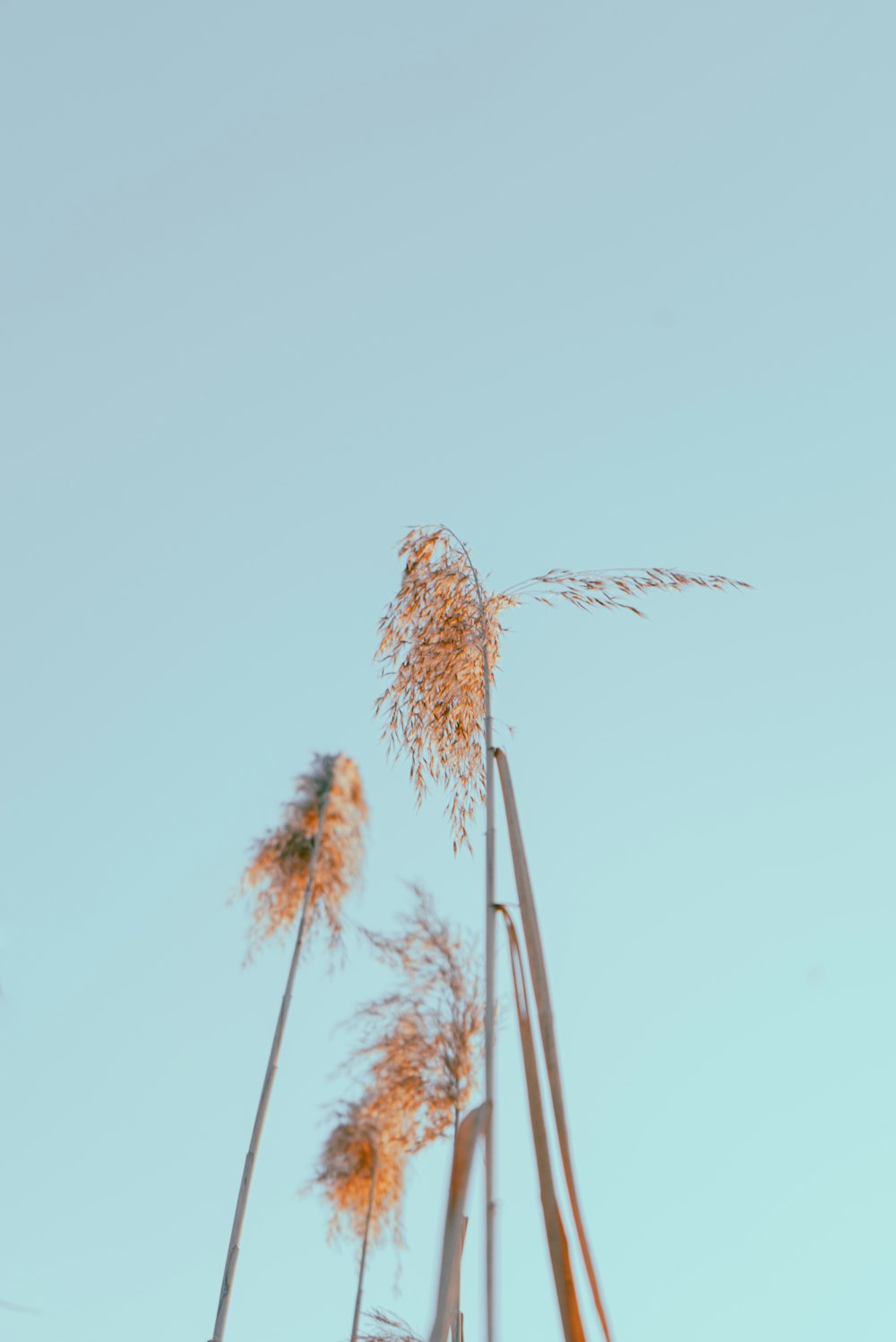 brown palm tree under white sky during daytime