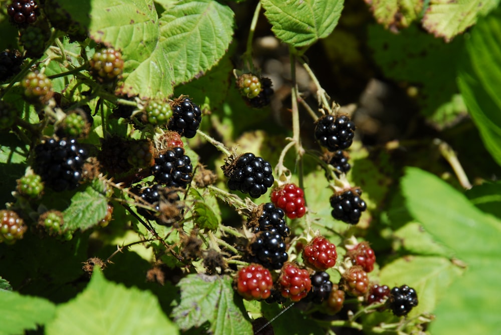 red and black berries on green leaves