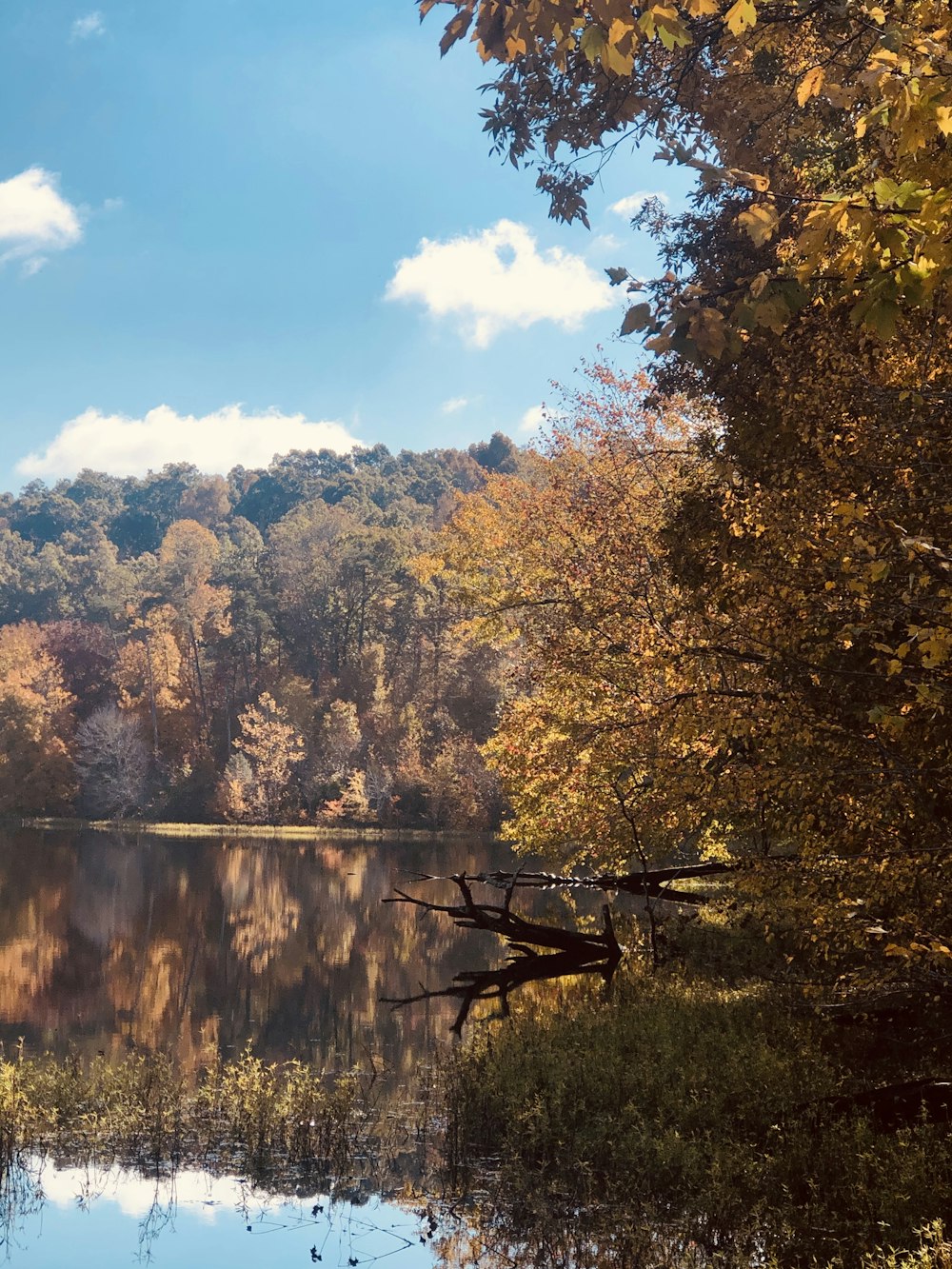 brown and green trees beside lake under blue sky during daytime