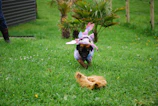A playful puppy in a colorful hoodie running on a grassy park.