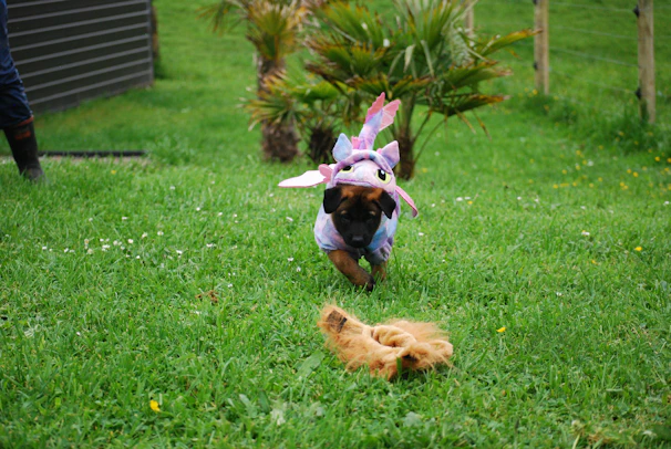 A playful puppy running outdoors, showing off its bright, handmade vest with charming details.