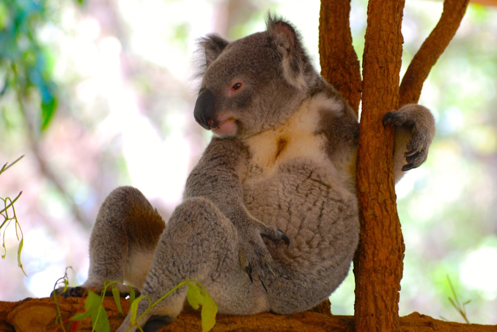 koala bear on tree during daytime