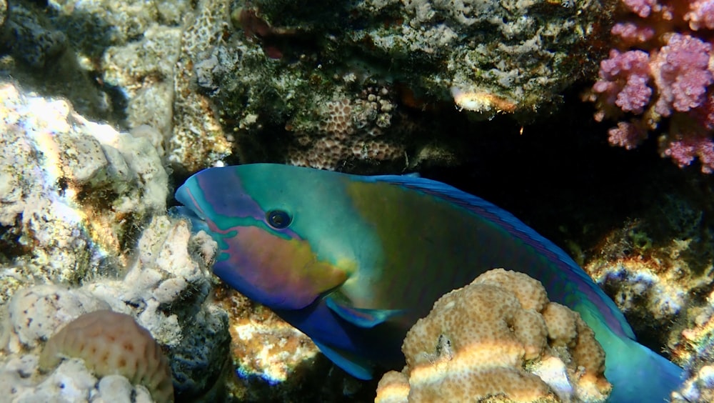산호초에 파란색과 노란색 물고기