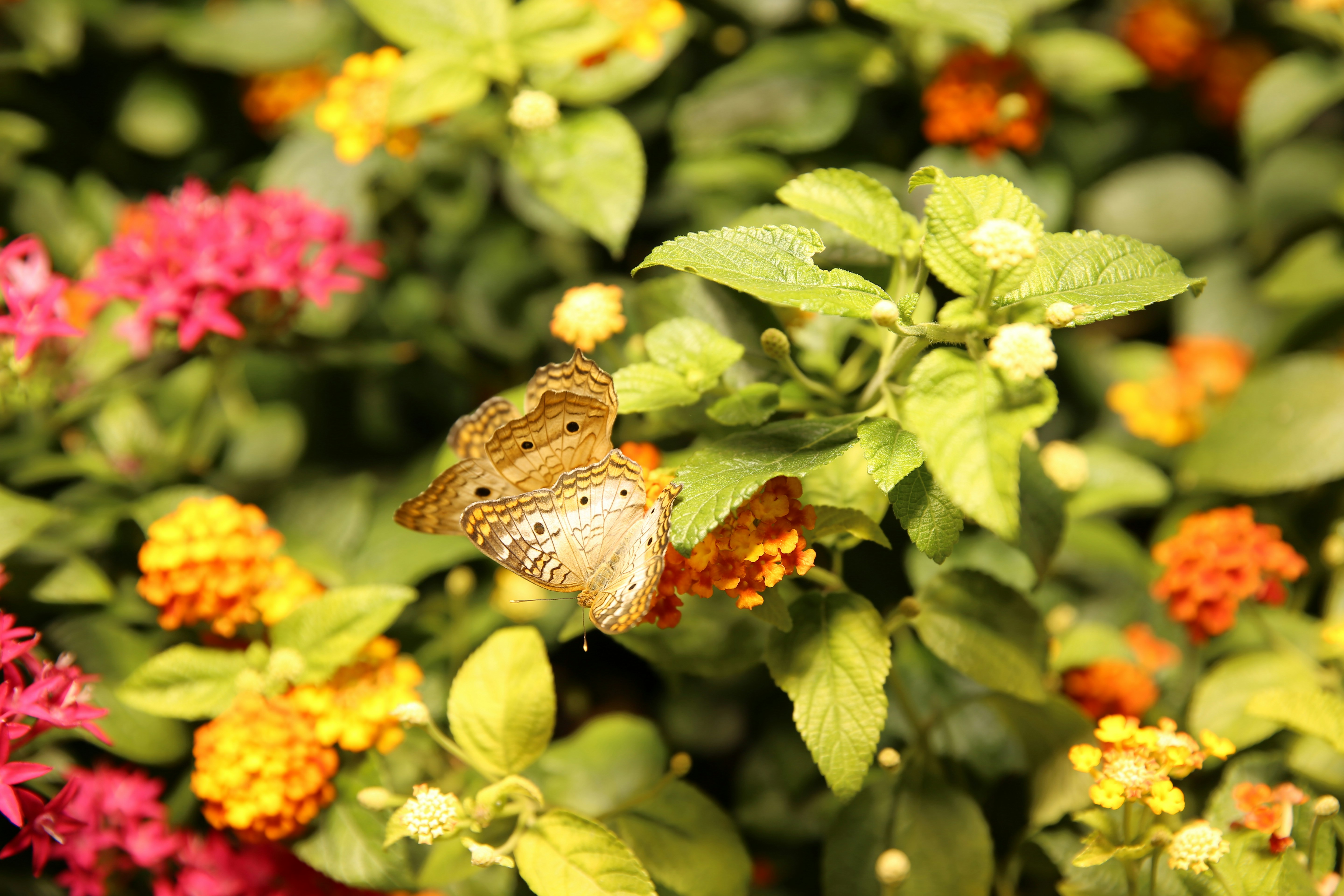 Photo by csgboyer