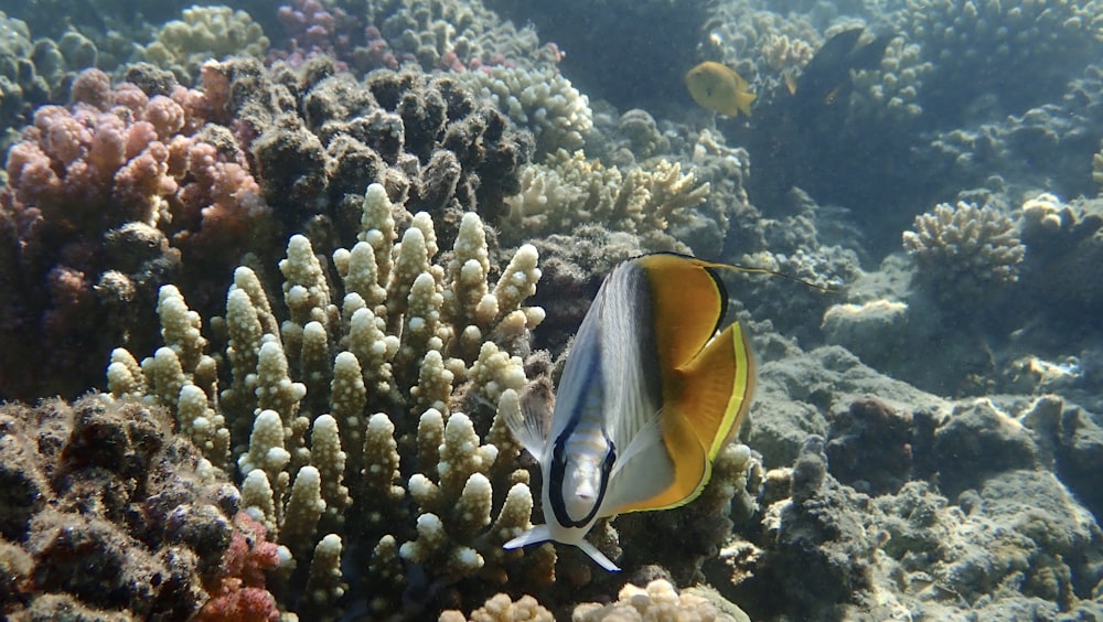 yellow and white clown fish