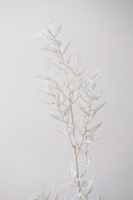A minimalistic image featuring a delicate branch with pale, almost translucent leaves set against a light, neutral background. The composition emphasizes simplicity and elegance through soft tones and natural forms.
