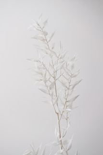 A minimalistic image featuring a delicate branch with pale, almost translucent leaves set against a light, neutral background. The composition emphasizes simplicity and elegance through soft tones and natural forms.