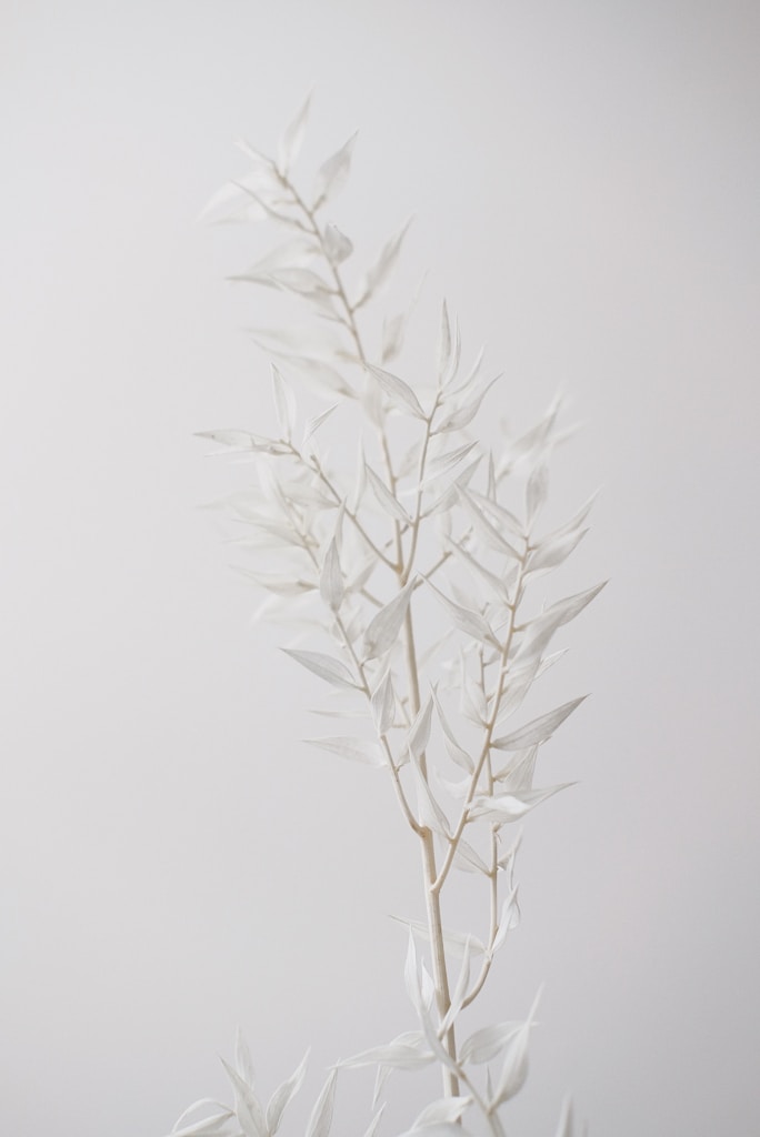 Wild Stem Study