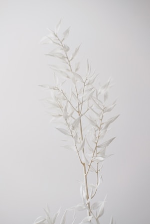 A minimalistic image featuring a delicate branch with pale, almost translucent leaves set against a light, neutral background. The composition emphasizes simplicity and elegance through soft tones and natural forms.
