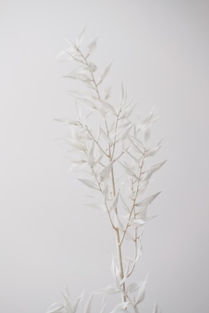 A minimalistic image featuring a delicate branch with pale, almost translucent leaves set against a light, neutral background. The composition emphasizes simplicity and elegance through soft tones and natural forms.