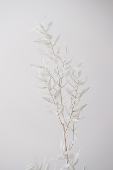 A minimalistic image featuring a delicate branch with pale, almost translucent leaves set against a light, neutral background. The composition emphasizes simplicity and elegance through soft tones and natural forms.