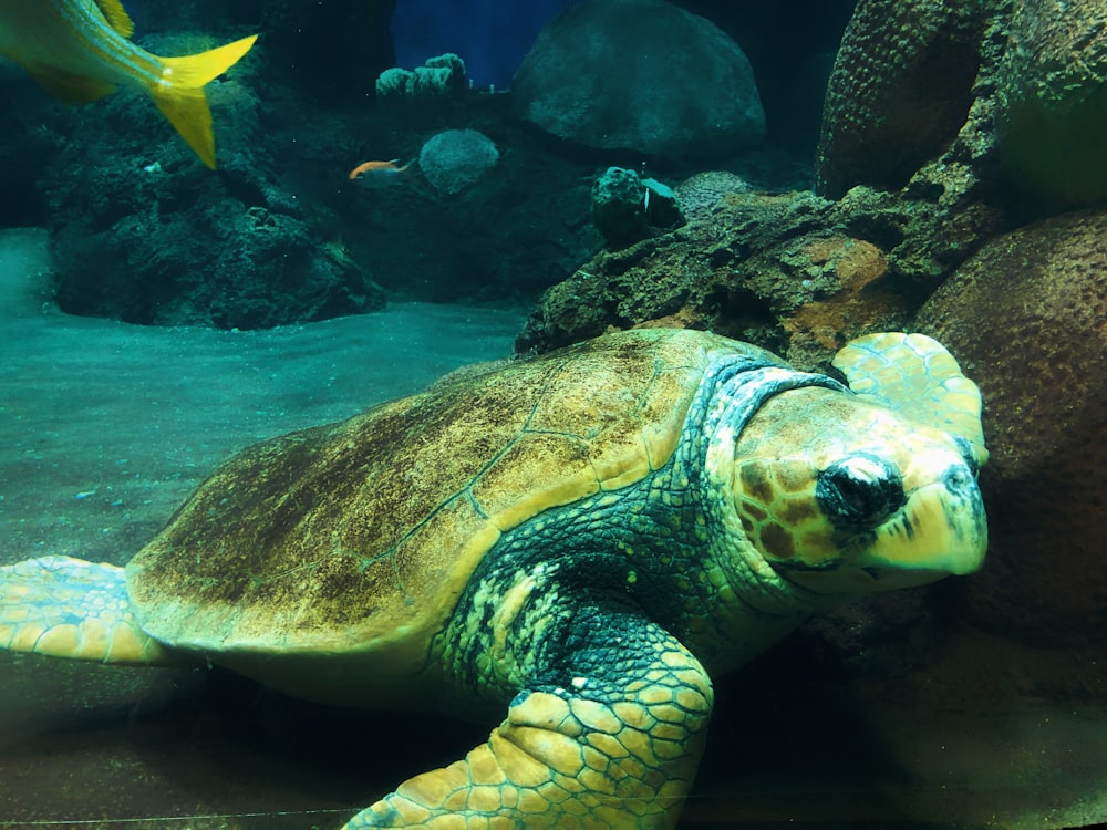 brown and black turtle swimming on water