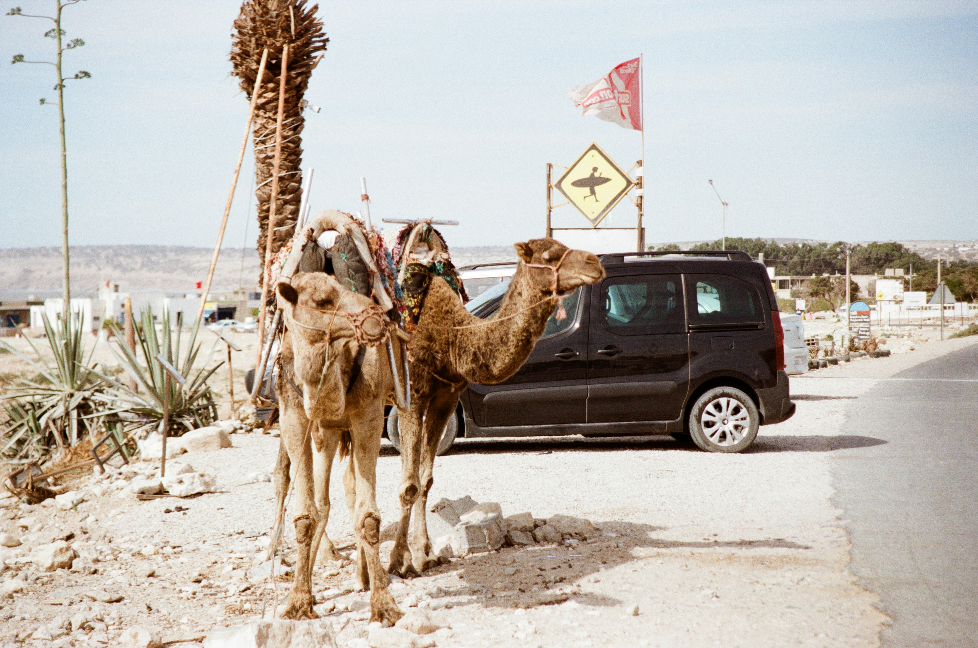brown camel on gray sand during daytime