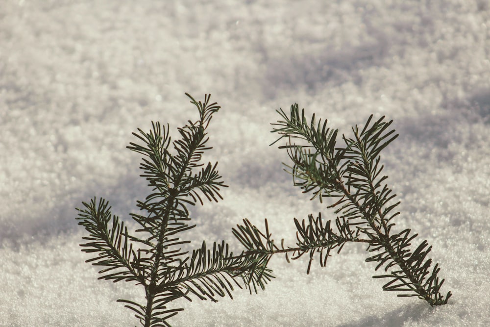 green plant on white snow