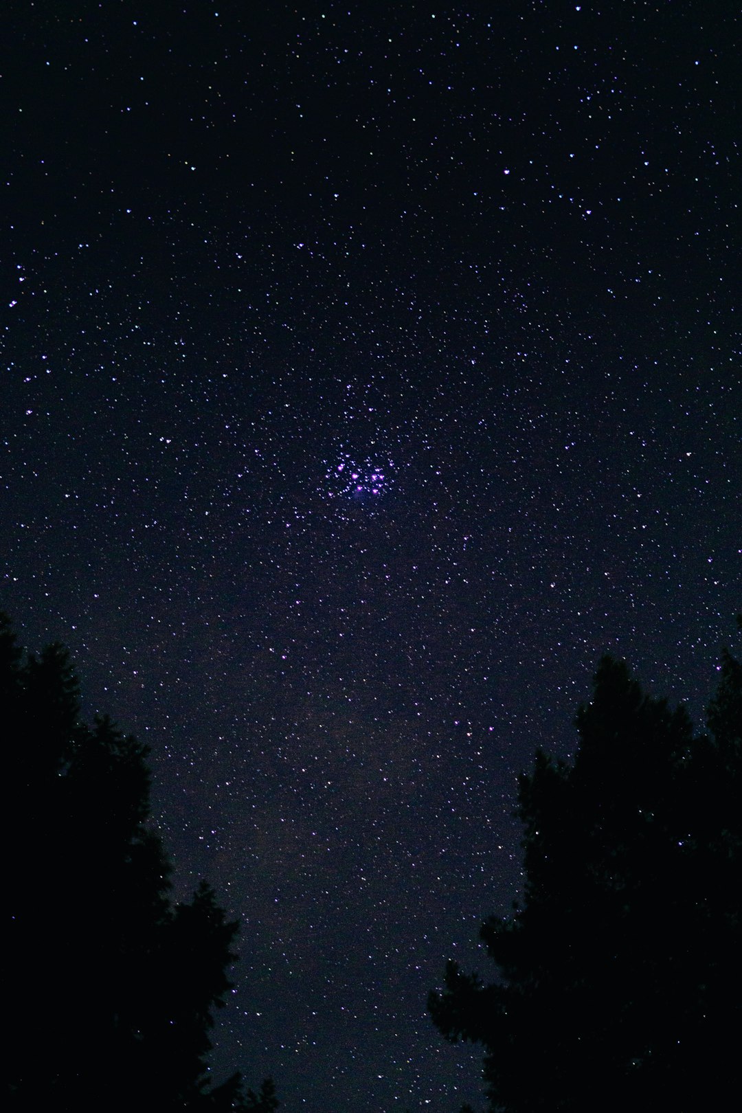 silhouette of trees under starry night