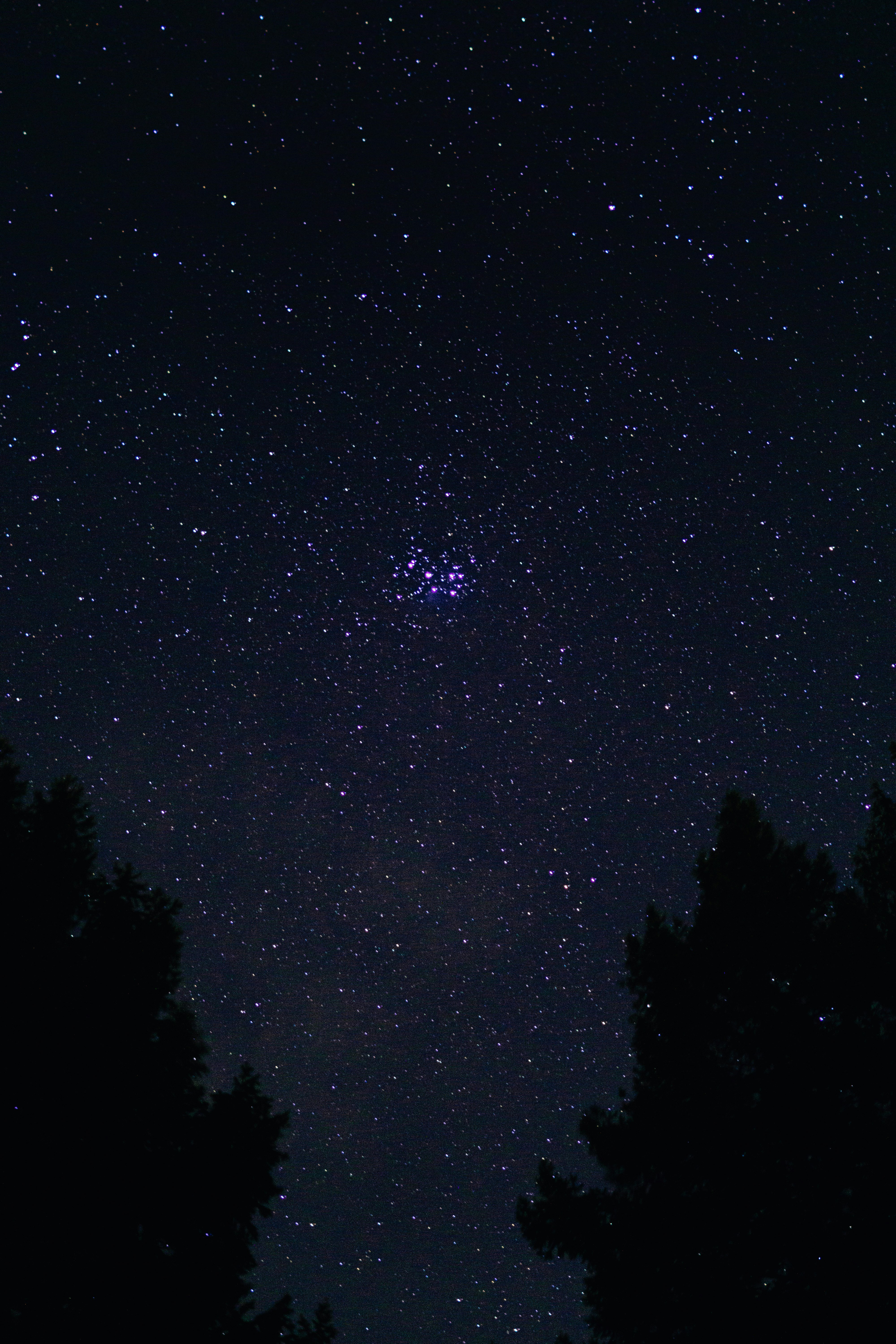 silhouette of trees under starry night