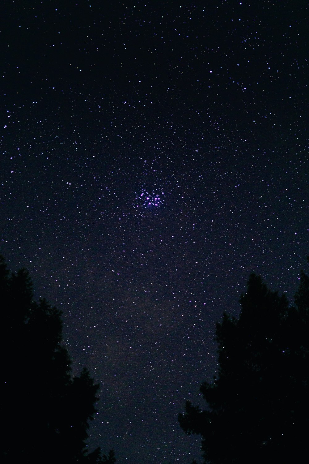 silhouette of trees under starry night