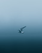 white bird flying in the sky