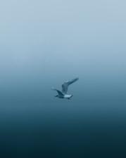white bird flying in the sky