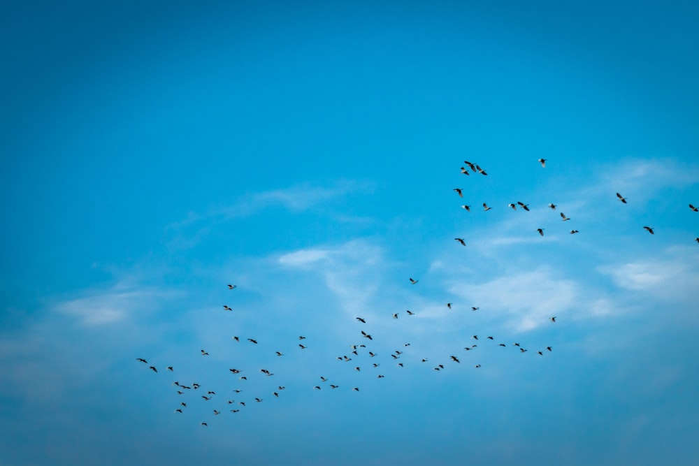 flock of birds flying under blue sky during daytime