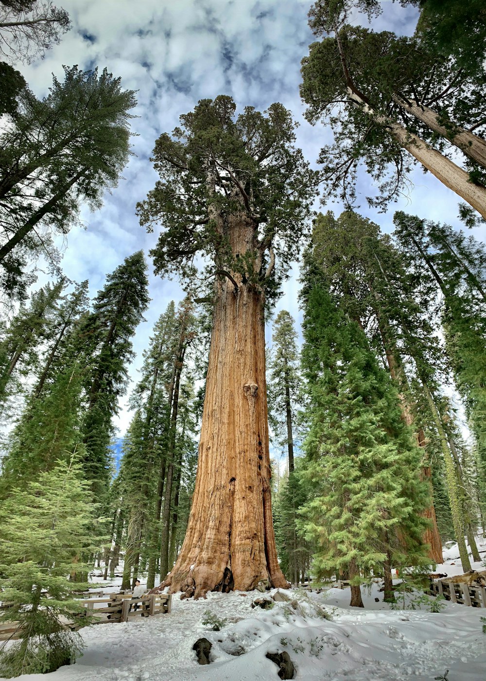 arbres verts sous des nuages blancs pendant la journée