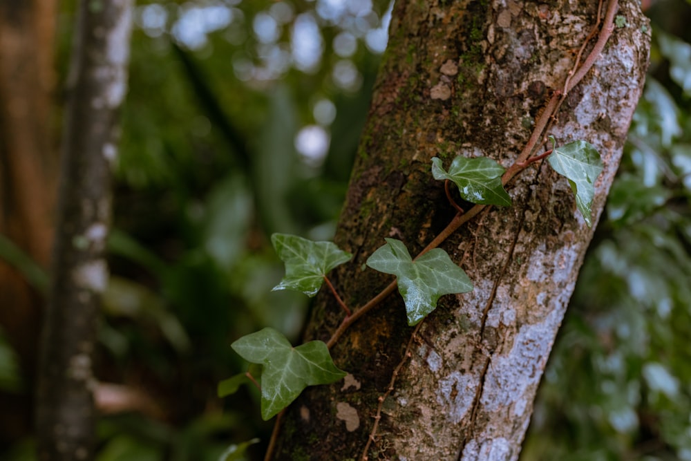 green leaf on brown tree trunk