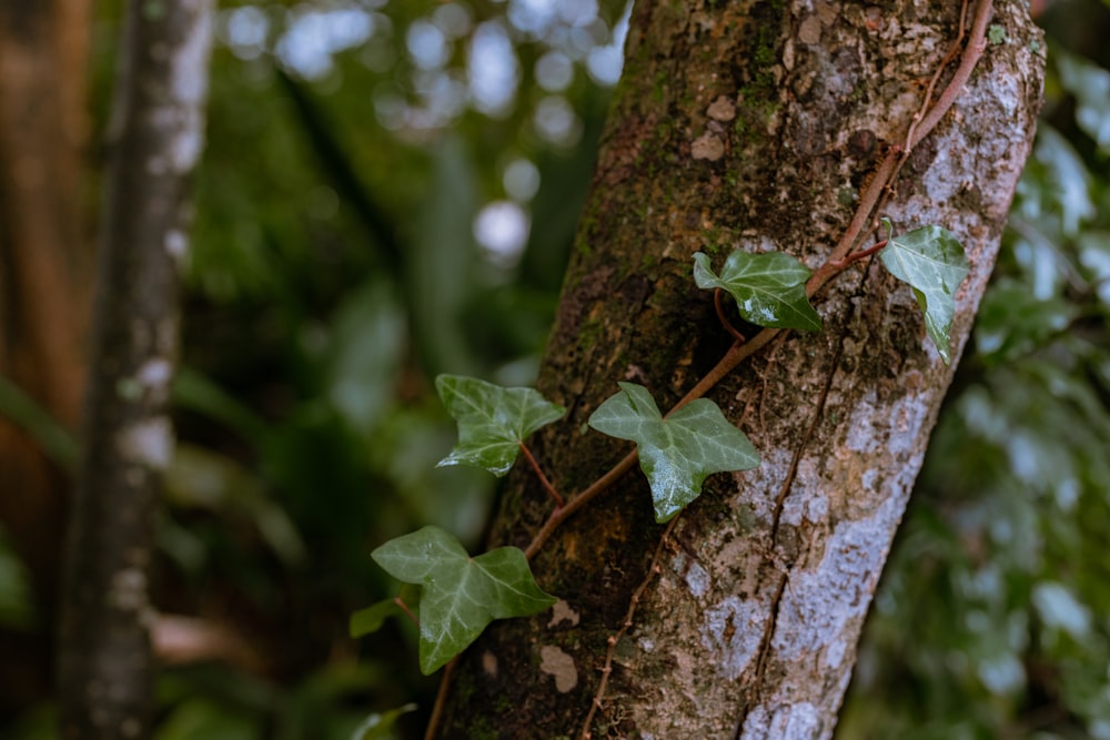 foglia verde su tronco d'albero marrone